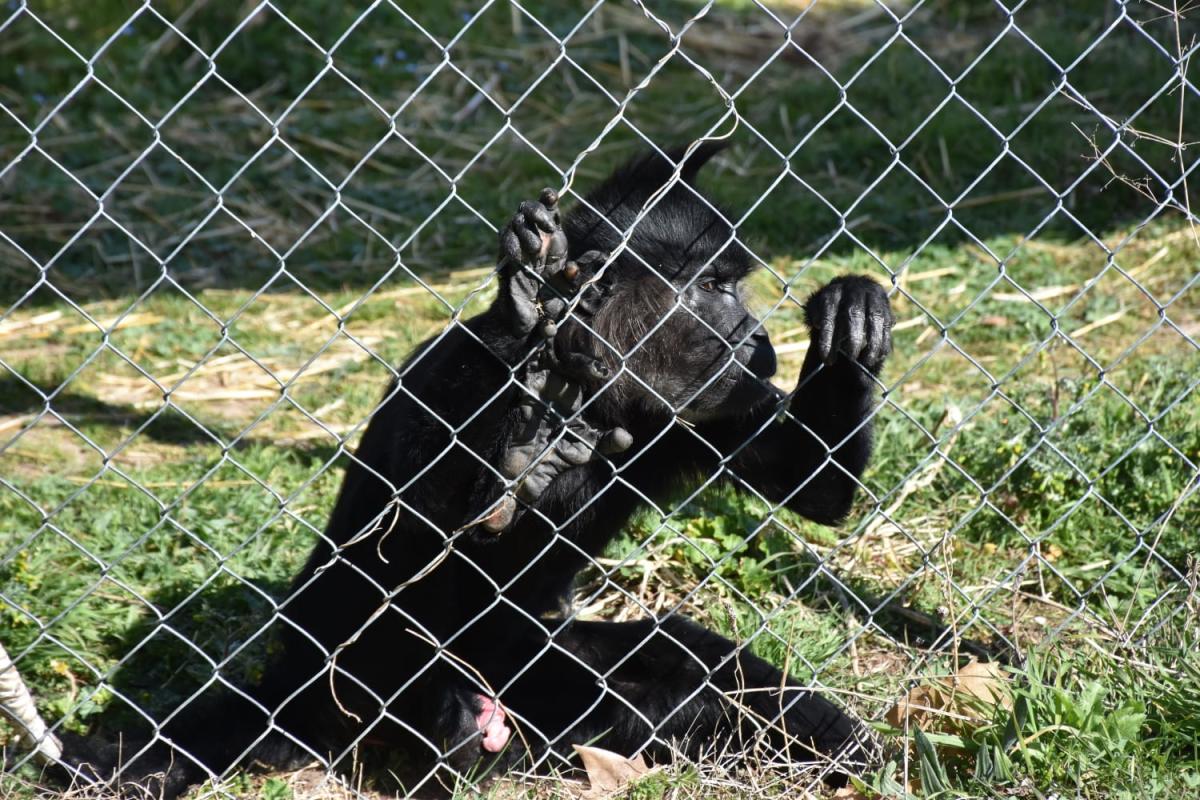 RANGERS SDS: POR LOS PRIMATES!