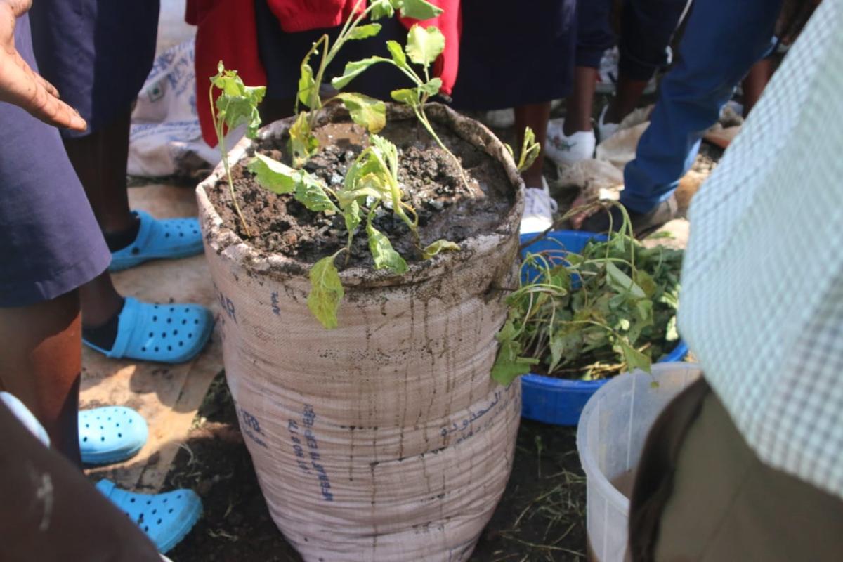 growing of vegetables in a bag aiming at good utilisation of little land and little water we have