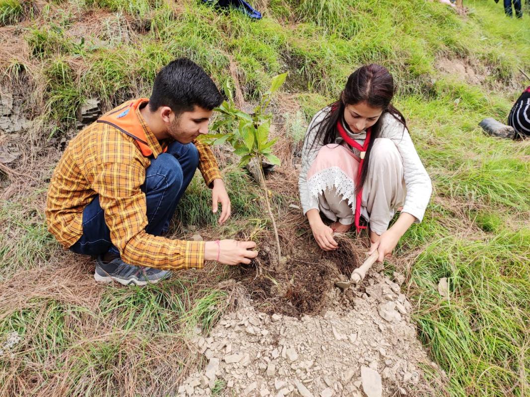 Tree plantation
