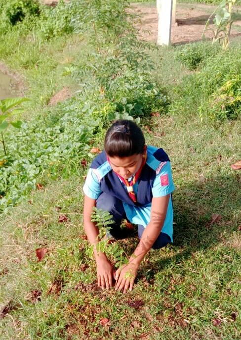 plantation of tree