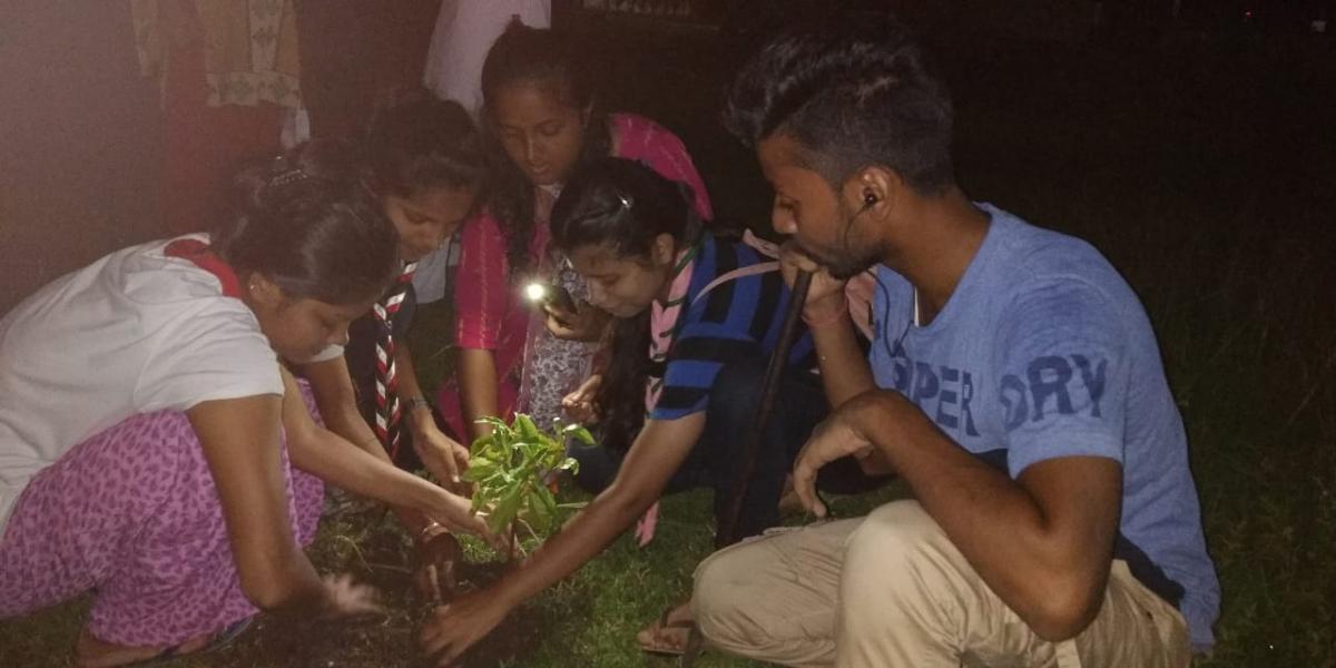 Tree plantation