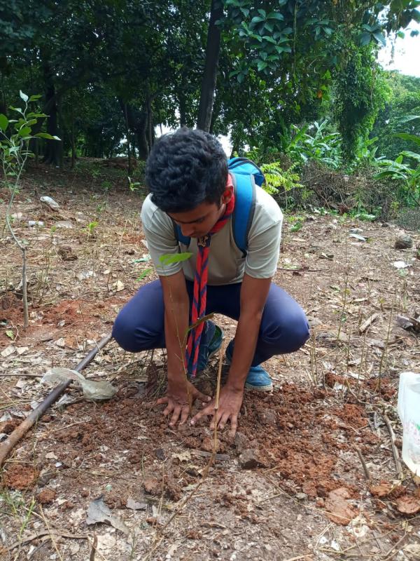 Tree plantation project 