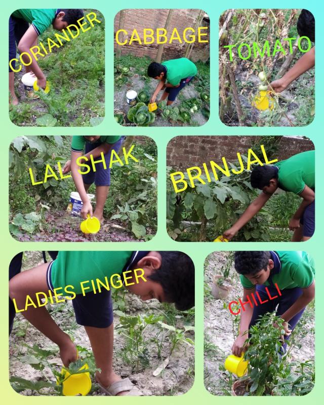 SANKALP TO CREAT A BETTER WORLD TOMORROW - KITCHEN GARDEN