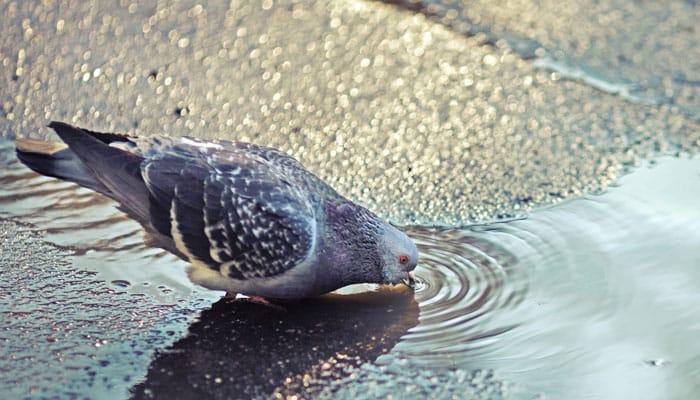 Water is an necessary for all organisms in the whole world.