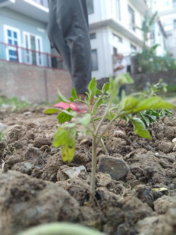 #goorganic #stayathome #scouts4sdgs #plasticchallenge 
#bsgptt #sankalpbyscoutguide