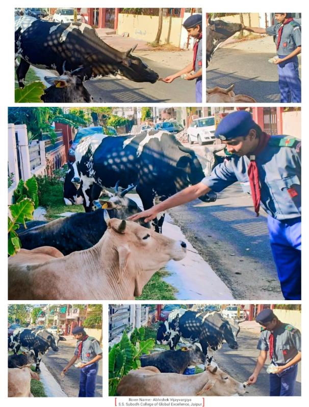 Help Animals In Lockdown