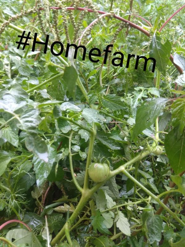 [B] Environment & Sustainability ➢ Challenge 4 – #Goorganic