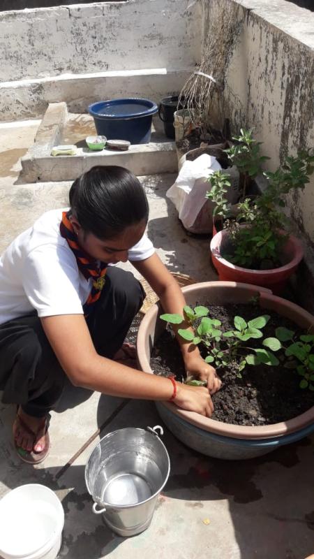 plant a tree and save the environment