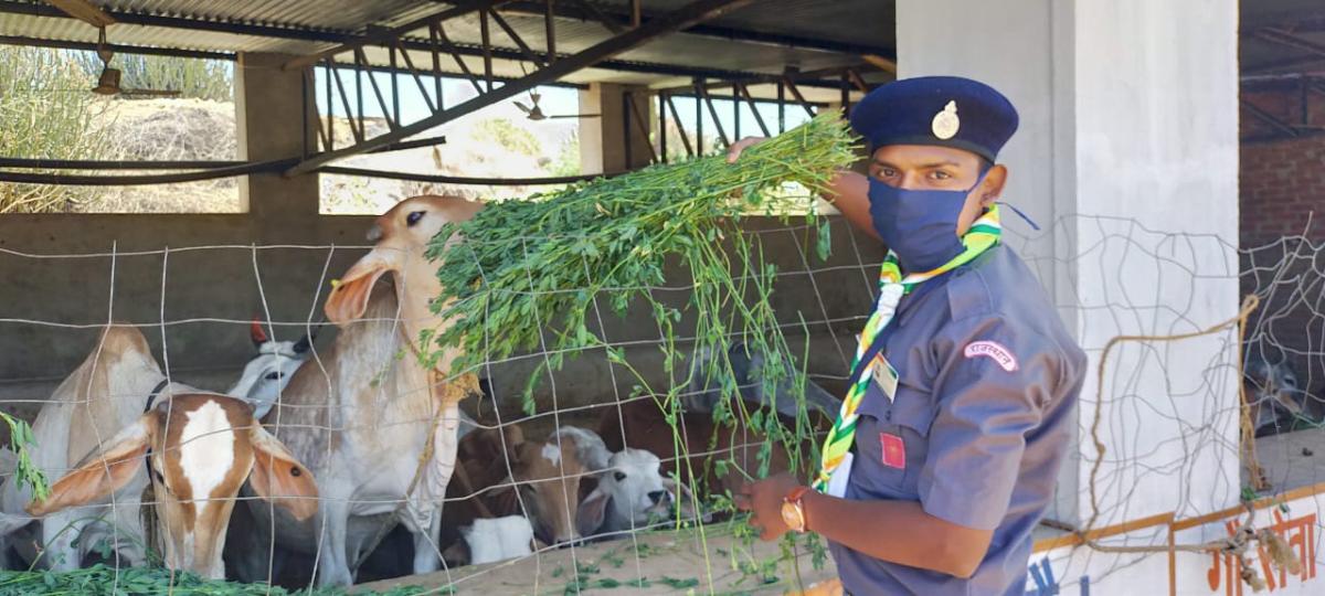 स्काउट गाइड के द्वारा गौशाला में सेवा कार्य