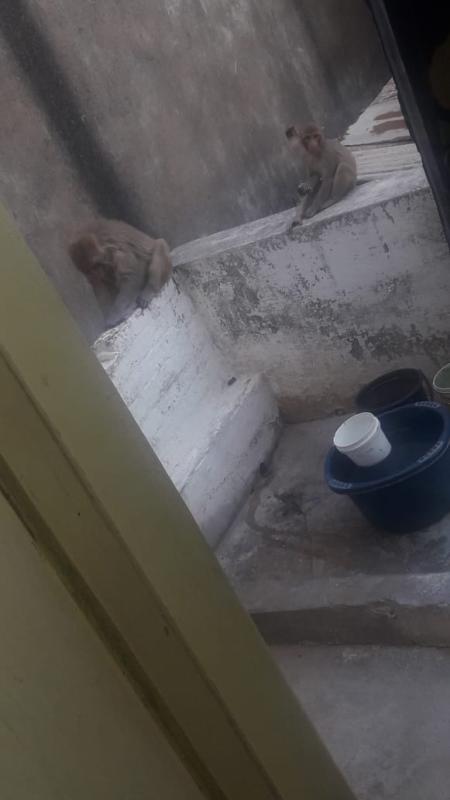 save animals and save the world