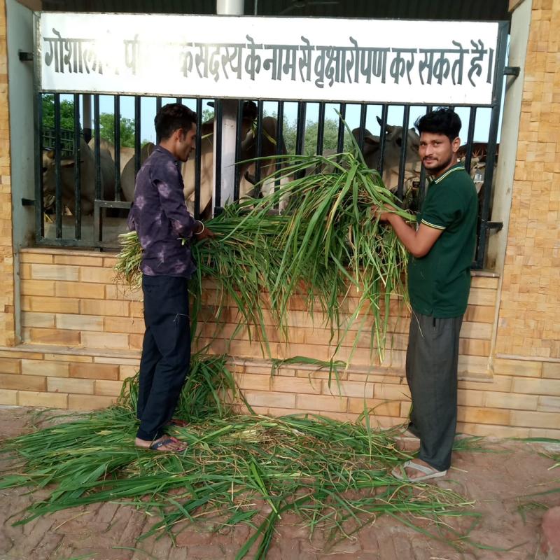गायों को चारा खिलाया गया