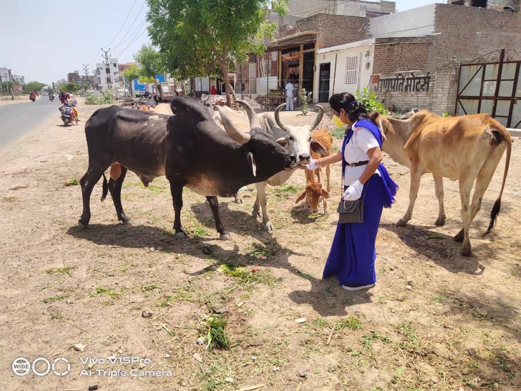 लॉक डाउन के चलते पशु पक्षियों को चारा पानी डालते हुए स्काउट गाइड केप्टन जयलता माधव