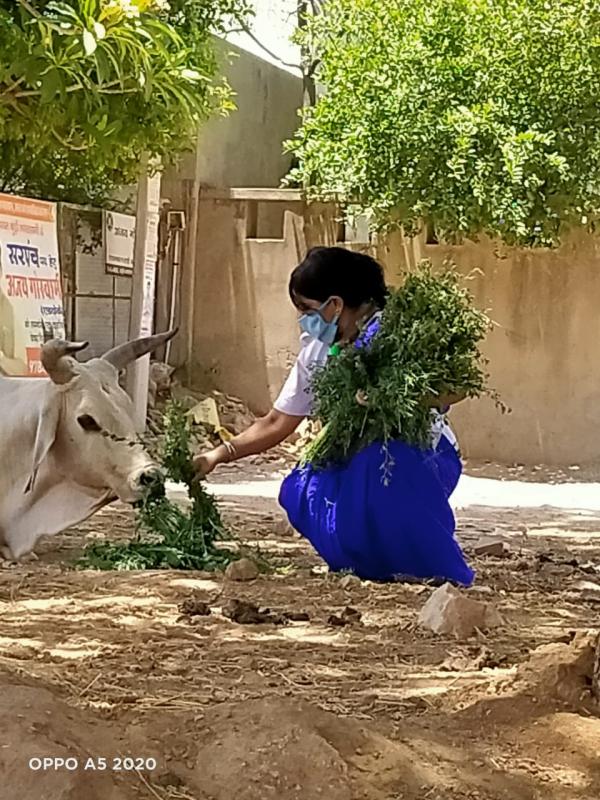 बेज़ुबान जानवरो को प्रतिदिन चारा डालकर सेवा कार्य करती यूनिट लीडर सुमन चारण