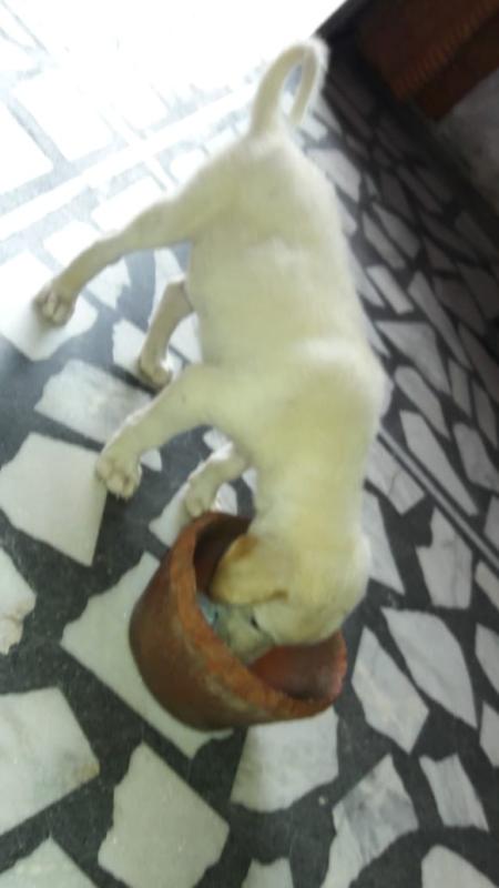 जीवों पर दयाभाव।