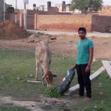 गौ सेवा