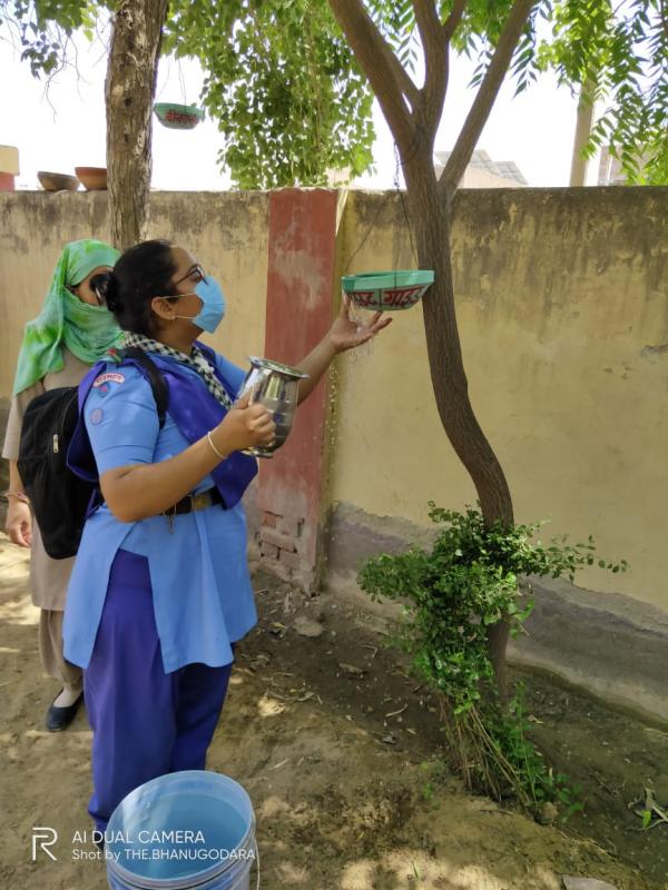 #Water and food feeder for birds