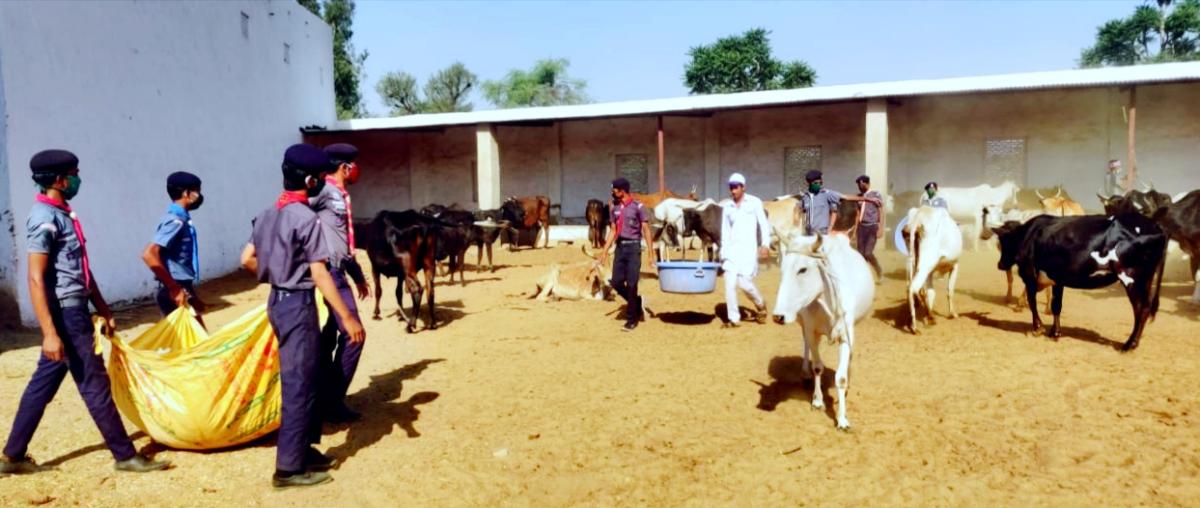गौशाला में   स्काउट दे रहे है   ड्यूटी