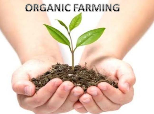Environment and sustainability [challenge-4**GO ORGANIC **]