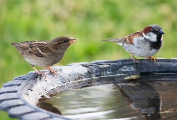 Bird water feeder