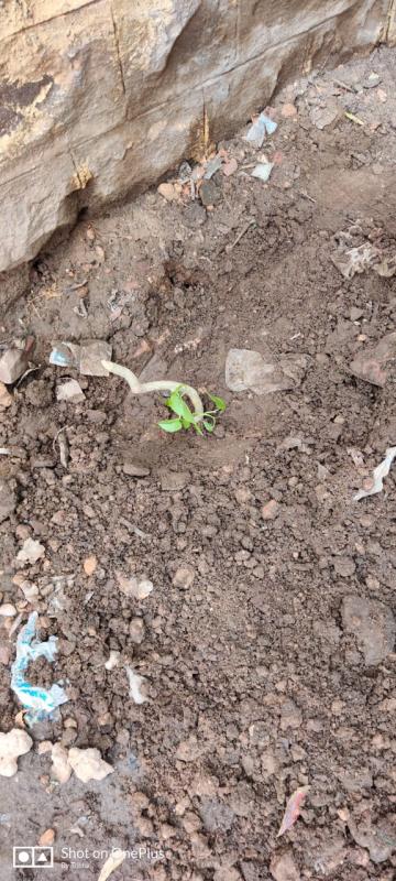 aayur vaid giloye plantation