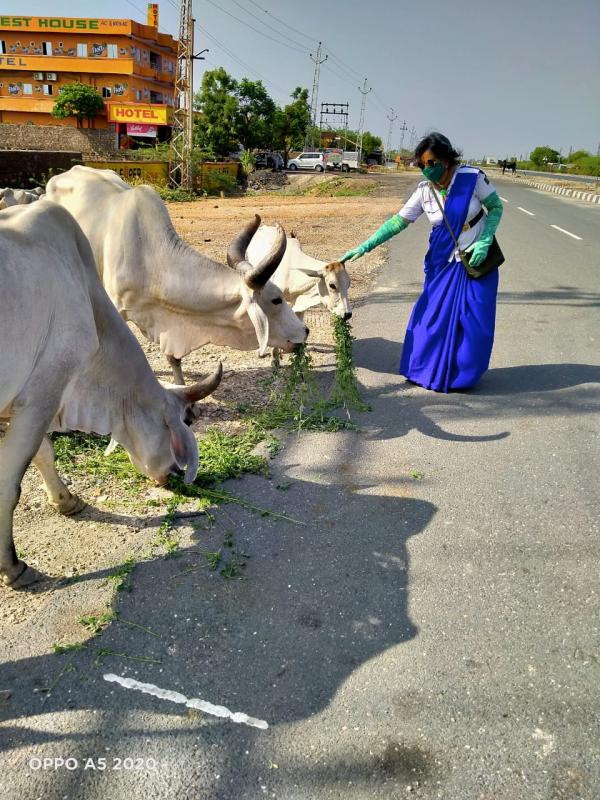 गायो को चारा देते हुए यूनिट लीडर सुमन चारण