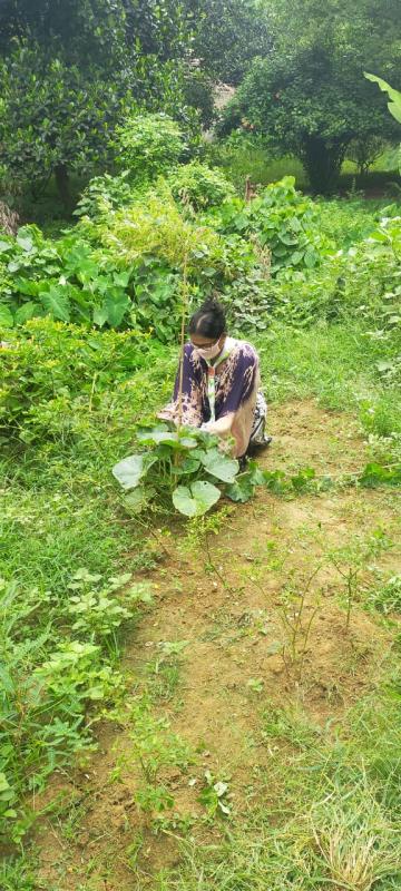 Plantation during lockdown BIUS