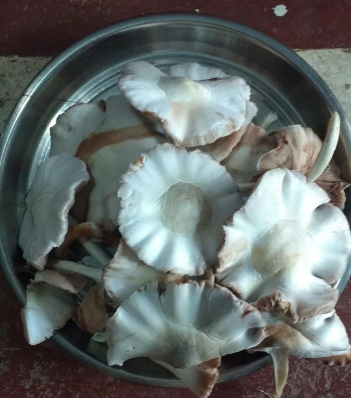 AtmanirvarBharatTrainingResult
After learning and cultivating mushroom finally result came 