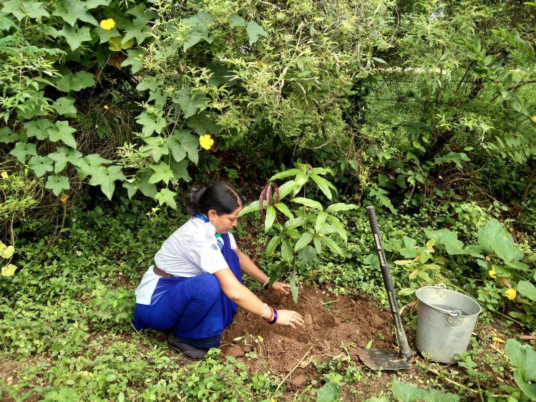 Plantation programme#2 International peace day