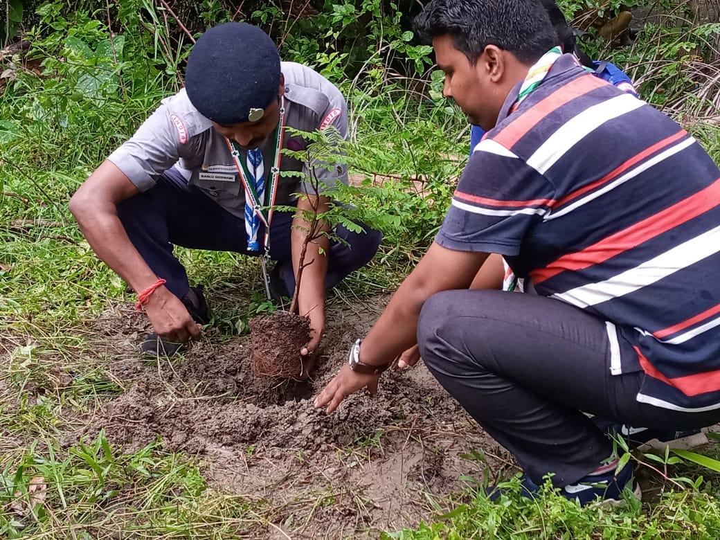 Sapling plantation 