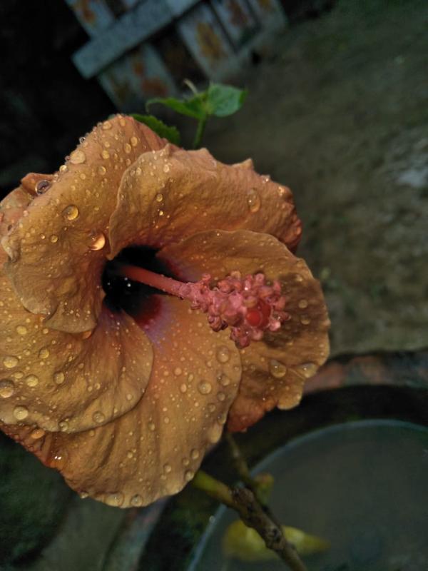 yoga with BSG-SHASANKASAAN 