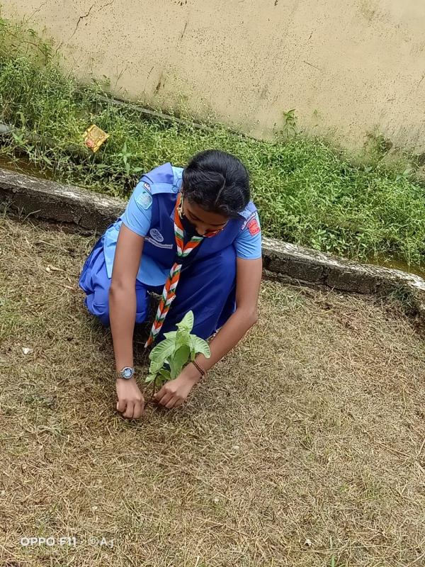 বাগান পরিচর্যা ও চারা বৃক্ষ রোপণ 