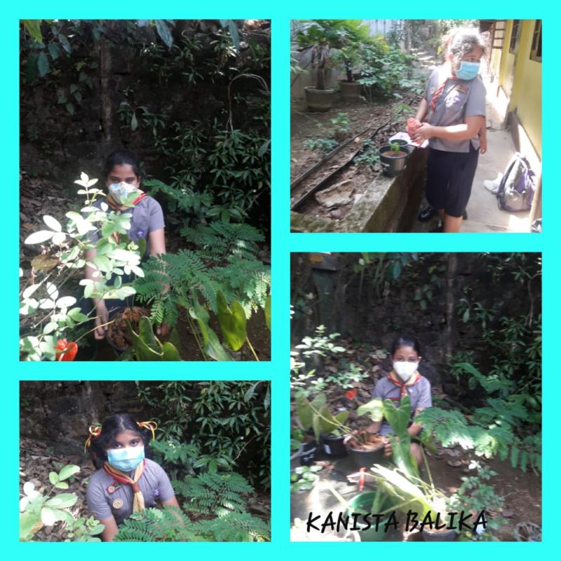 B. P. Day celebration 2021 - Tree planting programme 