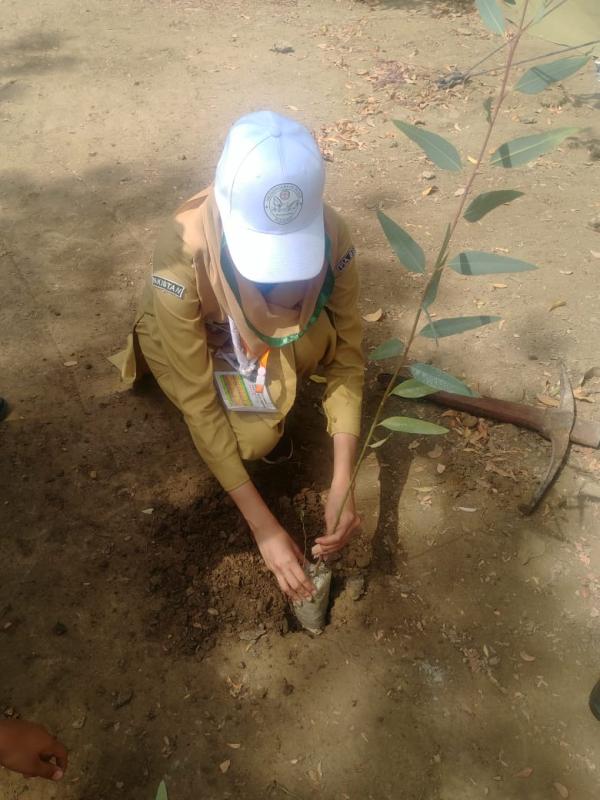 Tree Plantation