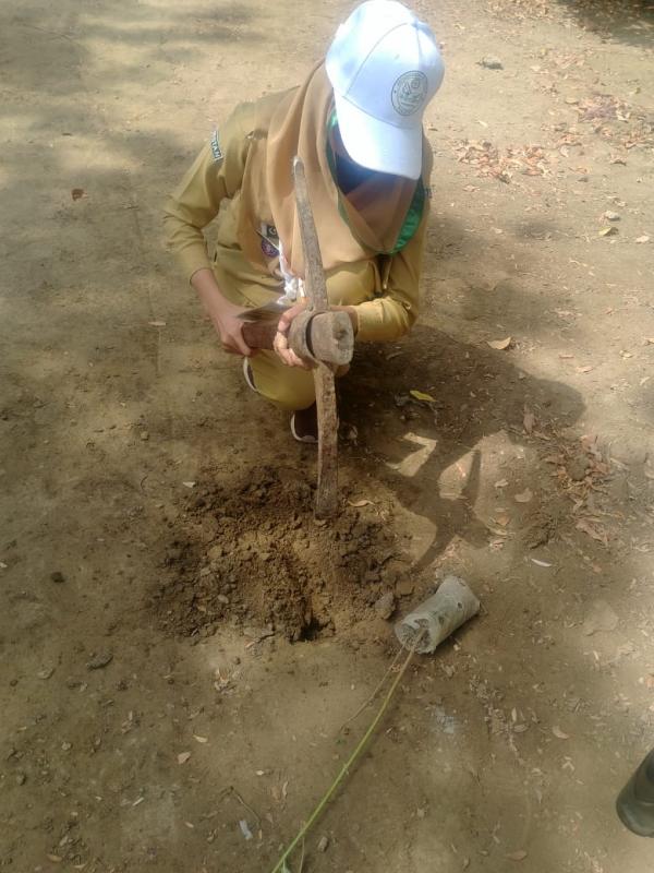 tree plantation
