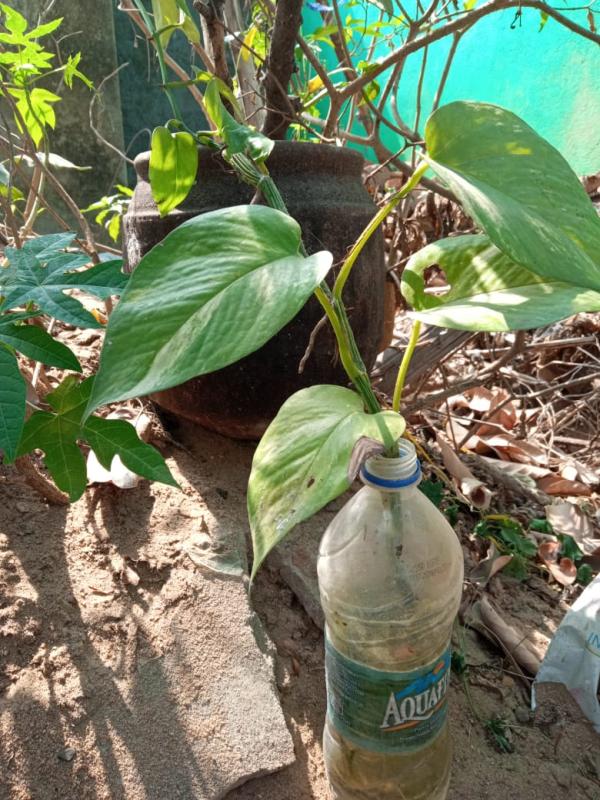 Plastics Tide Turners Program 