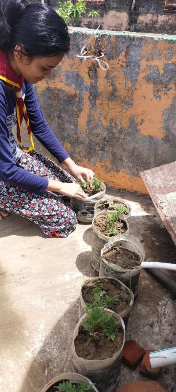 Plantation during lickdown