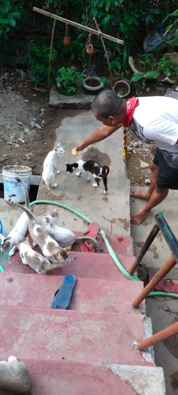 giving dry food to animals