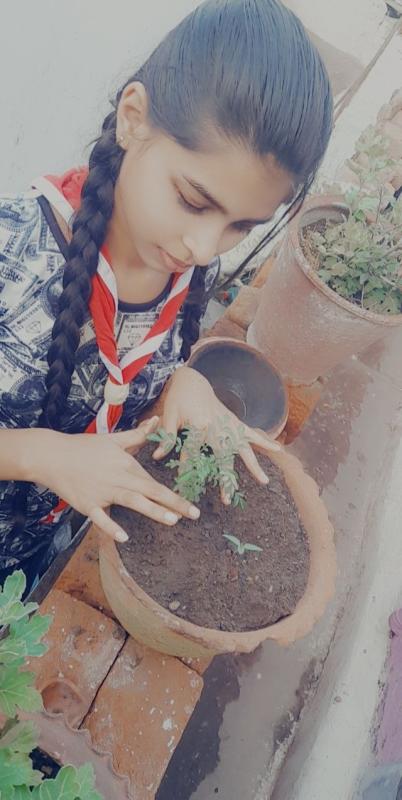 Lockdown  gardening at home