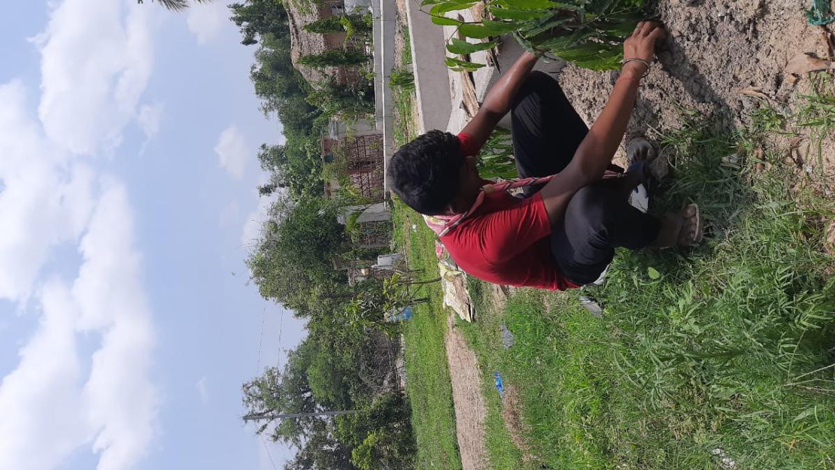 PLANTATION IN MY GARDEN