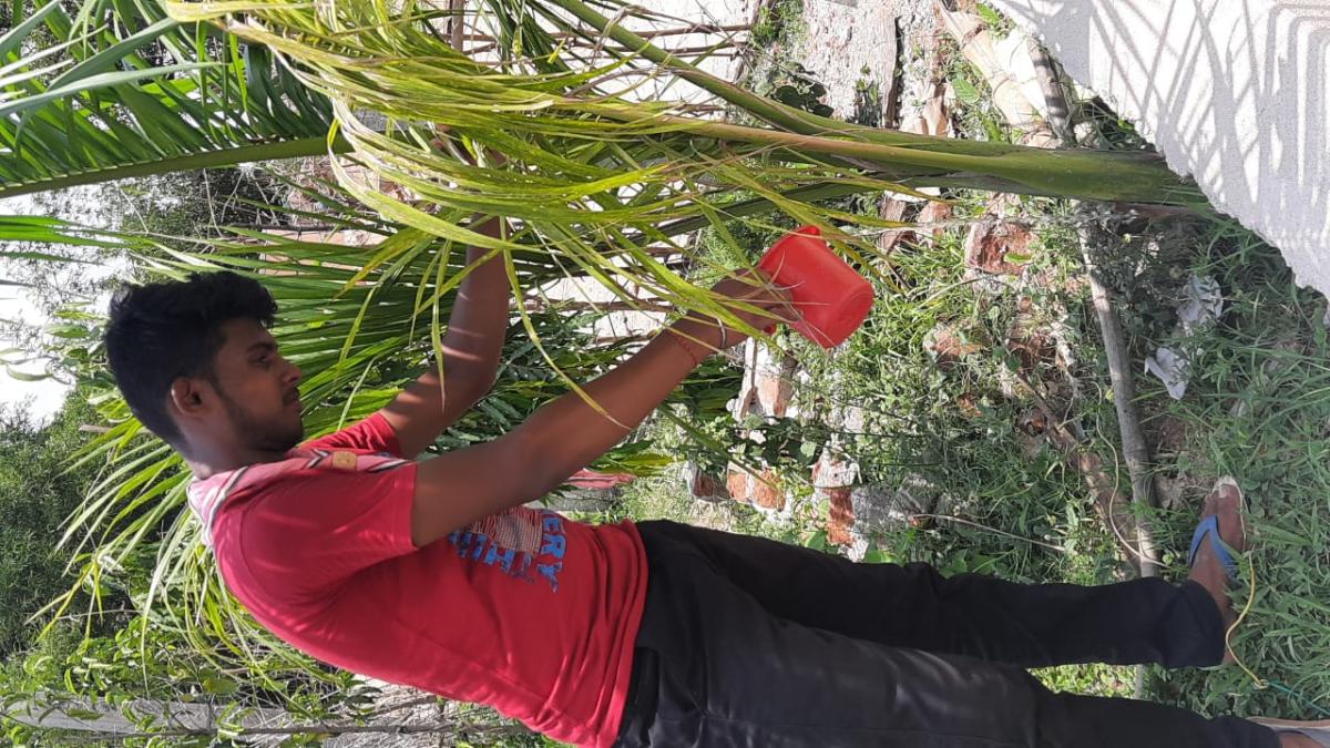 ବୃଷ ରୋପଣ 