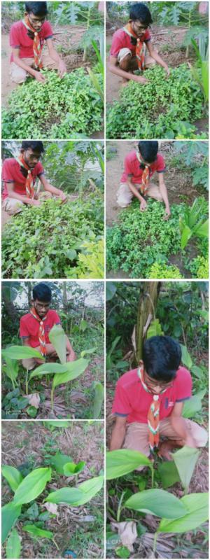 SANKALP 2.0 ACTIVITIY 5- MY LOCKDOWN GARDEN