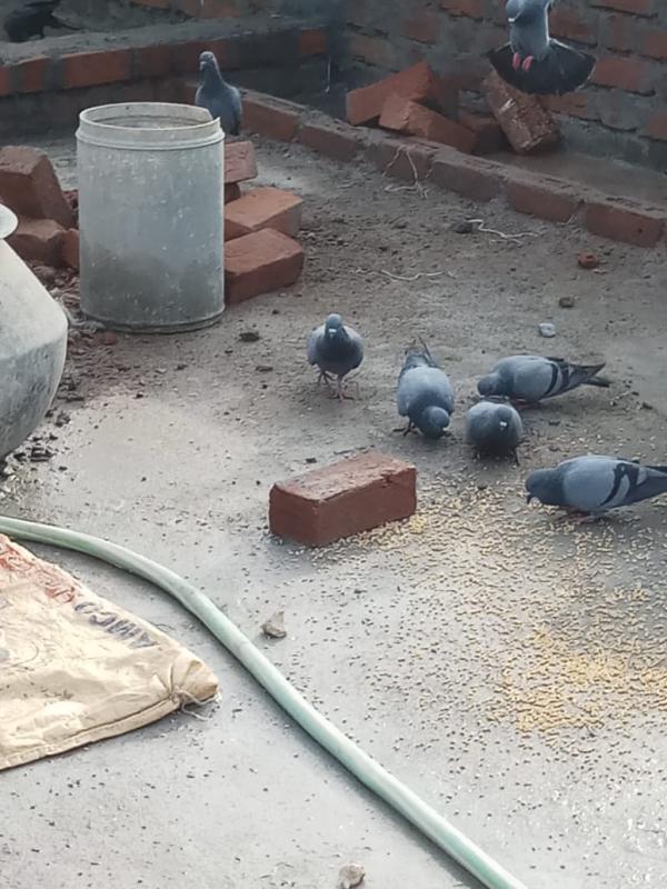 sankalp 2.0,Activity friends to birds and animals##bsgsankalp Monalisa Das 