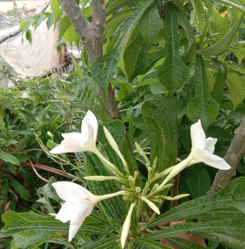 sankalp 2.0,activity 12,my choice my hobby, photography skills ##bsgsankalp Monalisa Das 