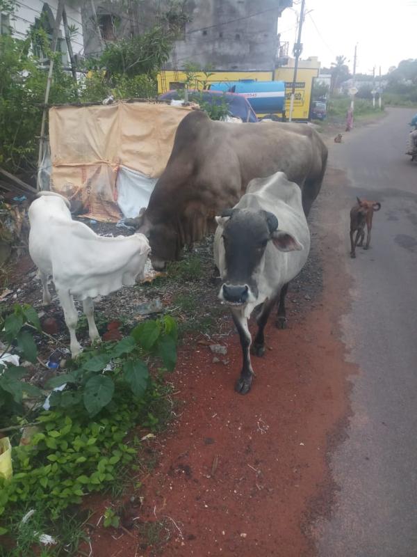##zerohunger##feedtheneed##climateaction##lifeonland, Monalisa Das Ranger leader Osbsg 