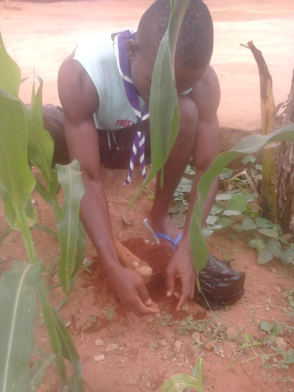 Travaux de recheches d'engrais bio et culture de plantes fruitières, nutritives et médicinales #MoP Togo