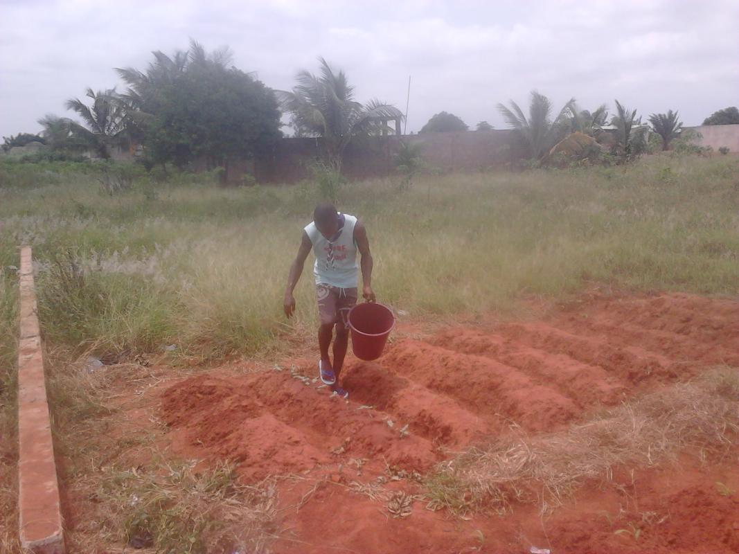 Travaux de recheches pour un angrais bio et culture de plantes fruitières, nuttritives et médicinales