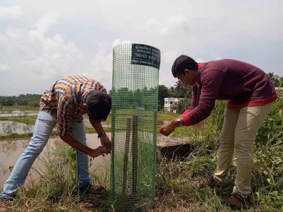 Tree plantation & Maintenance 