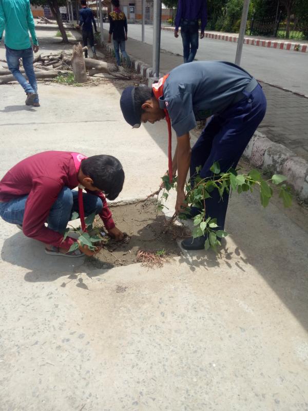 Tree Plantation