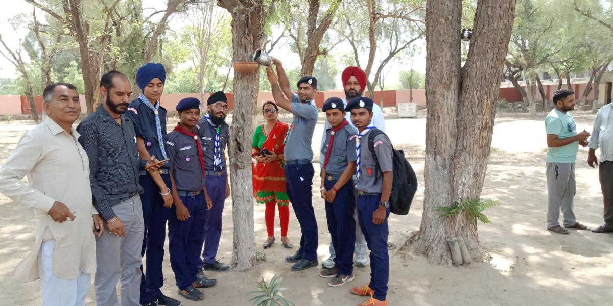 पक्षियों के लिए लगाए गए परिडे