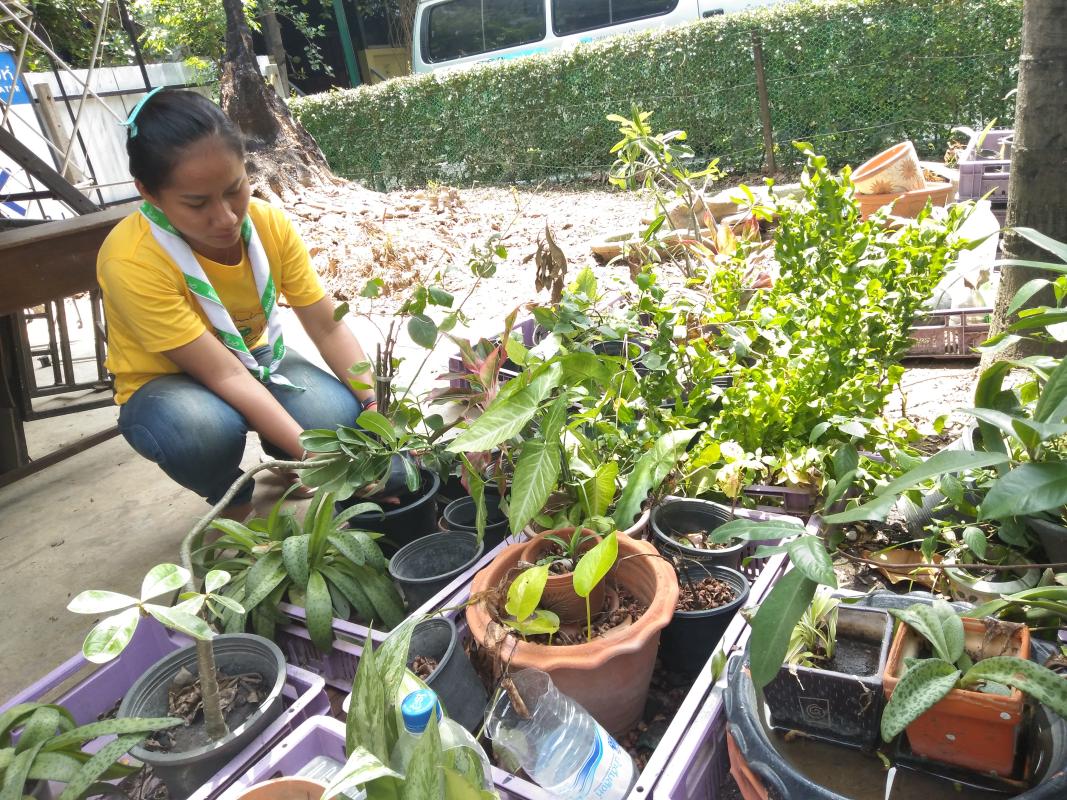 ปลูกต้นไม้